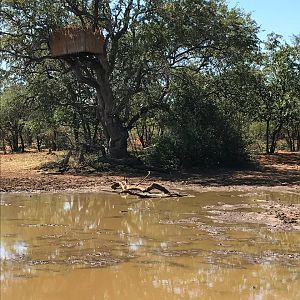 View of natural waterhole with blind in tree