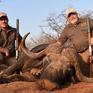 Hunt 43" Inch Cape Buffalo in South Africa