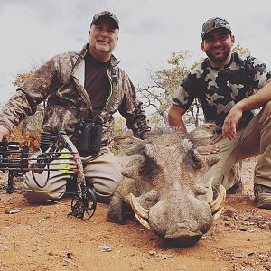 South Africa Bow Hunting Warthog