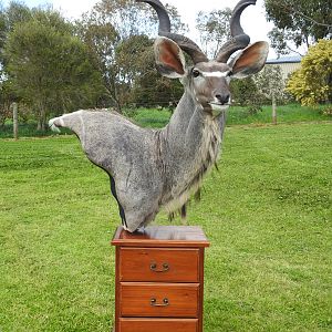 Kudu Shoulder Mount Pedestal Taxidermy