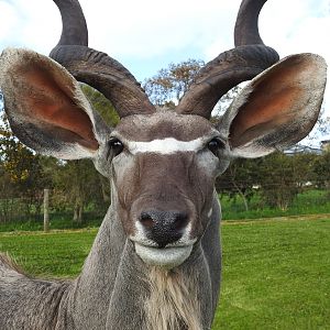 Kudu Shoulder Mount Pedestal Taxidermy