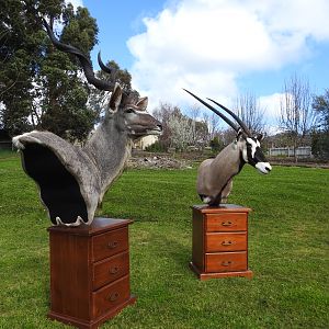 Kudu & Gemsbok Shoulder Mount Pedestal Taxidermy