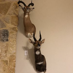 Impala & Bushbuck Shoulder Mount Taxidermy