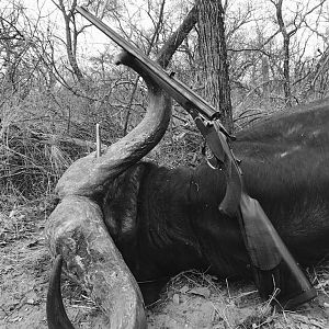 Hunt Cape Buffalo in South Africa