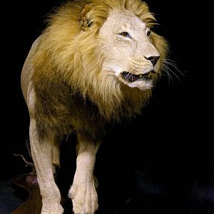 Lion Full Mount Taxidermy