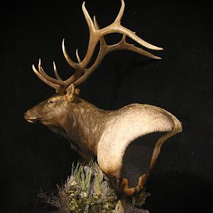 Elk Shoulder Mount Pedestal Taxidermy