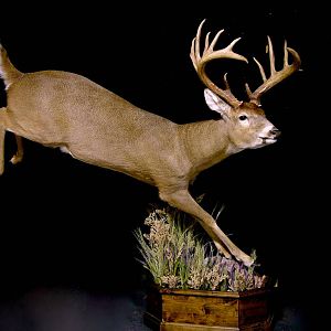 Whitetail Deer Full Mount Taxidermy