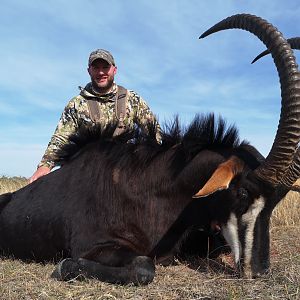 South Africa Hunting Sable Antelope