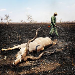 Tanzania Hunting Kudu