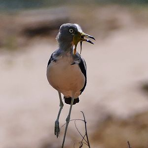 White-crowned Lapwing Zamibia