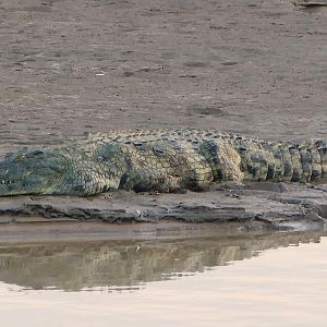 Crocodile in Zambia