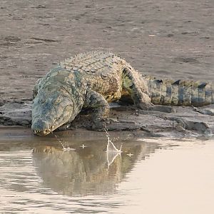 Crocodile in Zambia