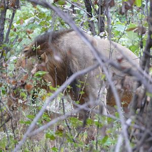 Lions in Zambia