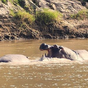 Hippos in Zambia