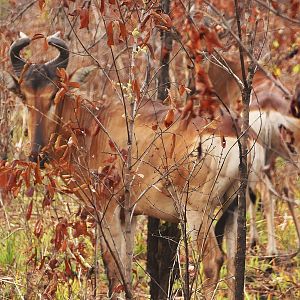 Lichtenstein Hartebeest in Zambia