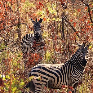 Burchell's Plain Zebra in Zambia