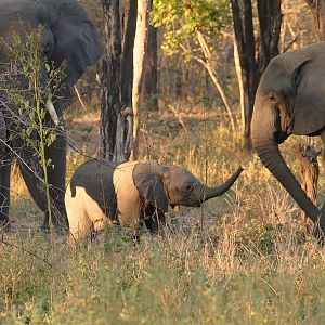 Elephants in Zambia