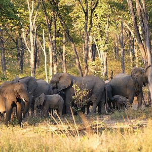 Elephants in Zambia