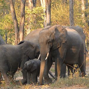 Elephants in Zambia