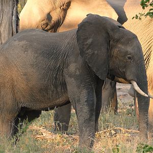 Elephants in Zambia