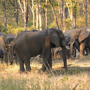 Elephants in Zambia