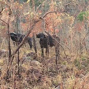 Cape Buffalo in Zambia