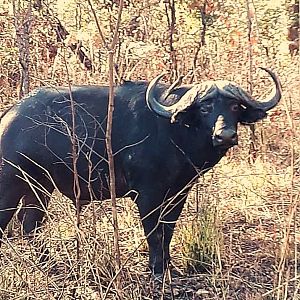 Cape Buffalo in Zambia