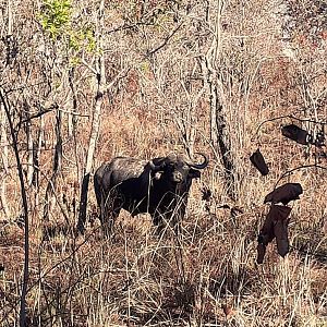 Cape Buffalo in Zambia