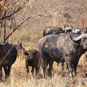 Cape Buffalo in Zambia