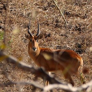 Puku in Zambia