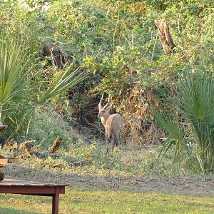 Decent Bushbuck in Zambia