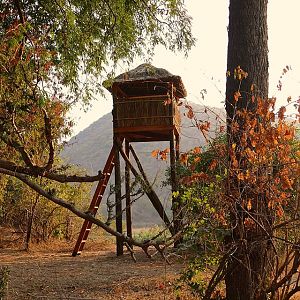 New observation/hunting towers are build in Rosewood for selective trophy hunting