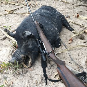 Feral Pig Hunt Australia