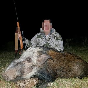 Hunting Bushpig South Africa