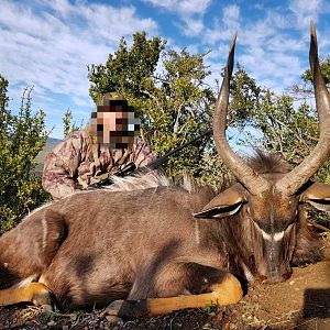 Nyala Hunt in South Africa