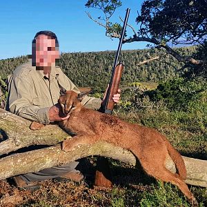 Caracal Hunting in South Africa