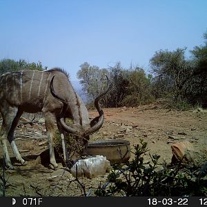 Trail Cam Pictures of Kudu in South Africa