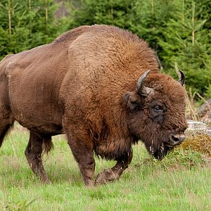 Wisent Bison