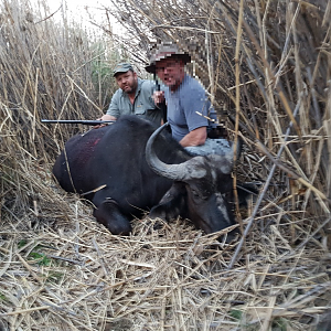 Cape Buffalo Cow Hunt in South Africa