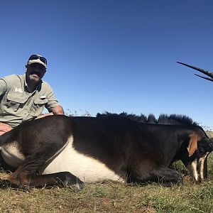 Sable Antelope Hunt in South Africa