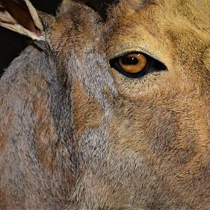 Aoudad Shoulder Mount Taxidermy Close Up