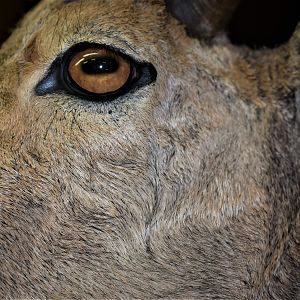 Aoudad Shoulder Mount Taxidermy Close Up