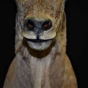 Aoudad Shoulder Mount Taxidermy Close Up