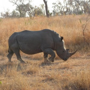 White Rhino South Africa