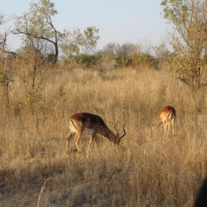 Impala South Africa