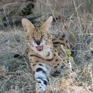 Serval South Africa