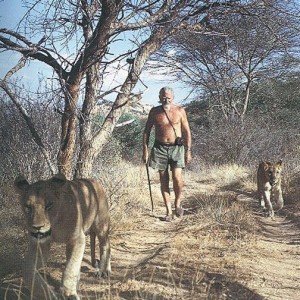 George Adamson walking Lions