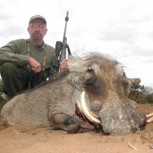 Warthog Limpopo River area SA