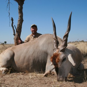 Cape Eland