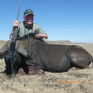 Hunting Black Wildebeest